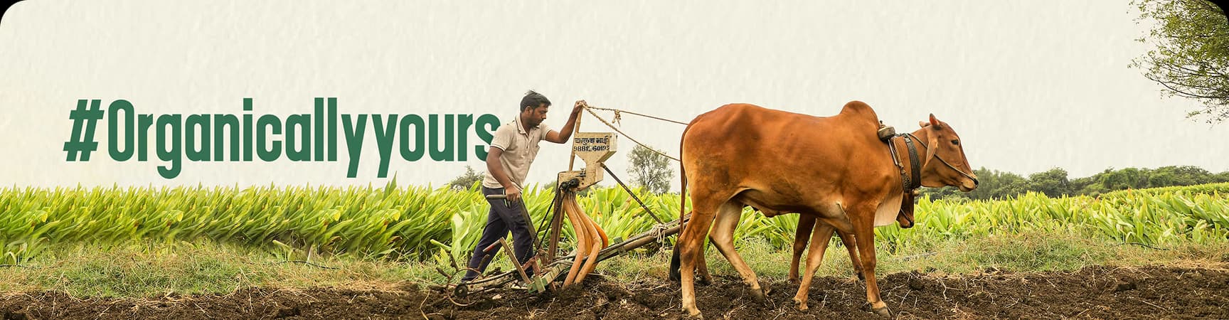 organic-banner