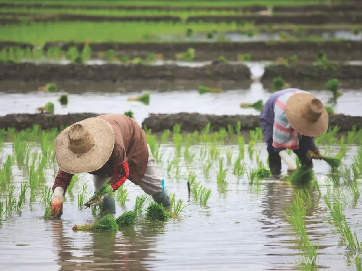 From India's Traditional Rice Heartlands
