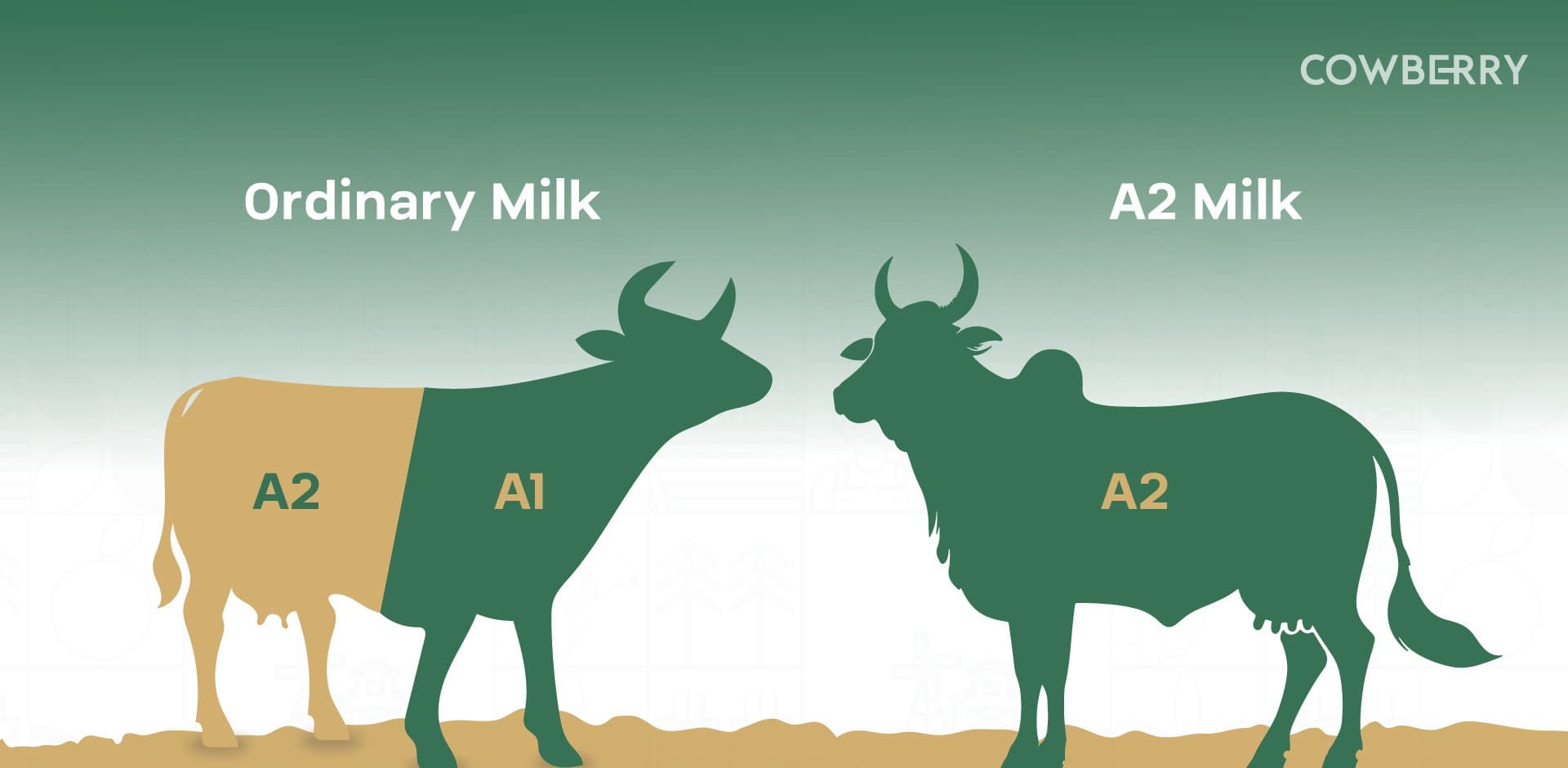 A1 vs. A2 Milk: Which One Fits Your Lifestyle?