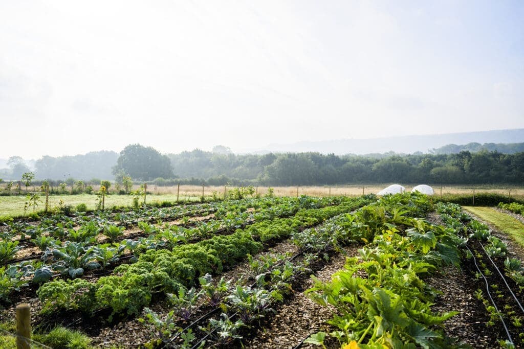 How Organic Farming Builds Real Protection Against Drought