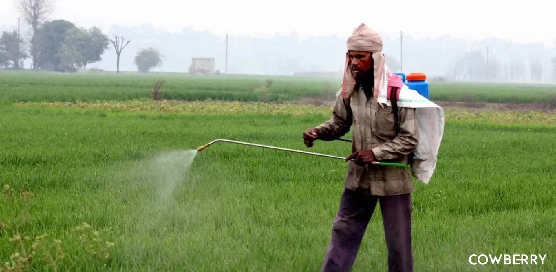 Cheap produce: The Hidden Risks of Toxic Chemicals