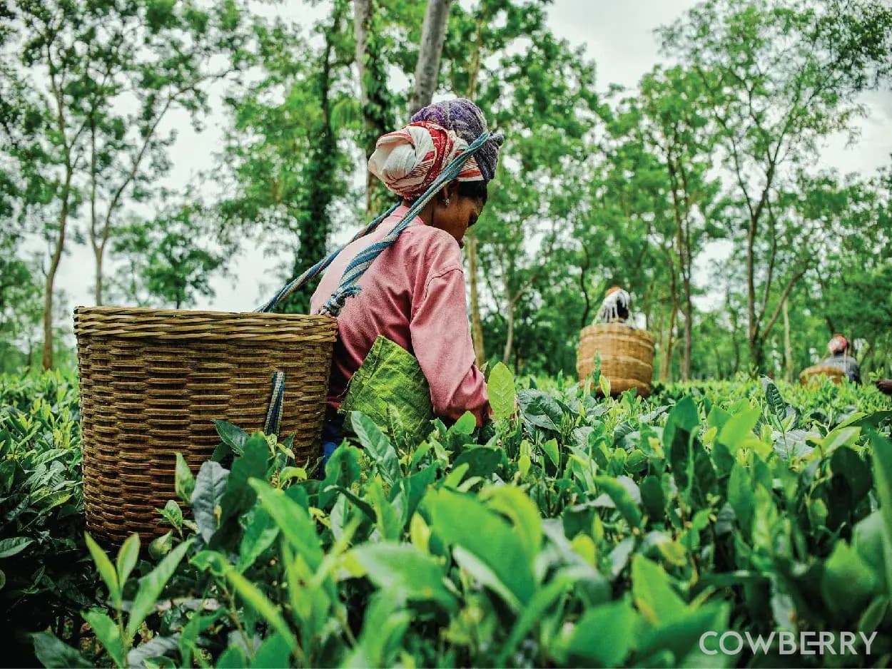 Nurtured by Assam's Tea Gardens