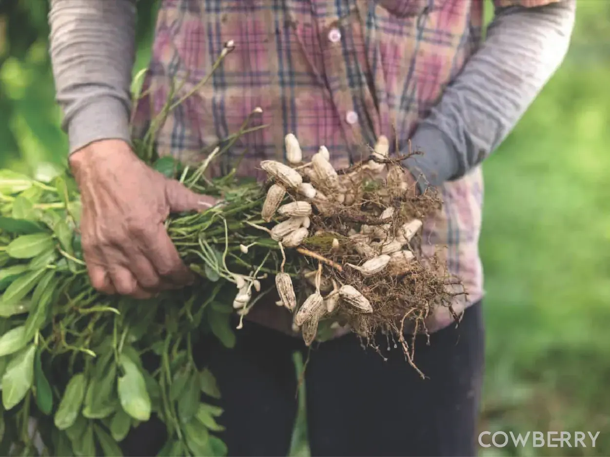 Naturally Cultivated in Ideal Climate