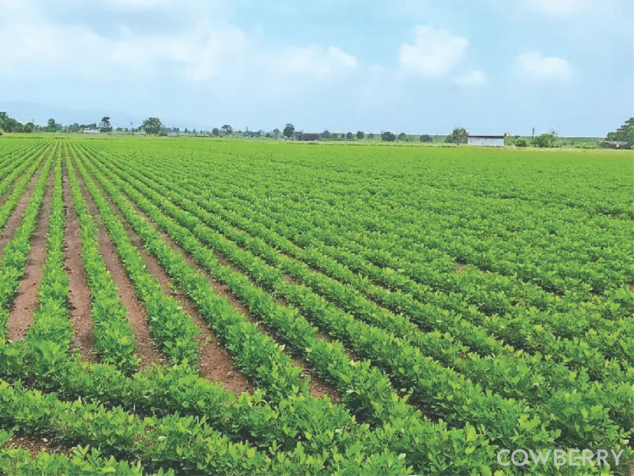 Organic Groundnuts from Trusted Origins